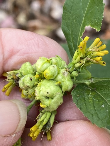 Unknown species found near Fayette County, WV, USA
