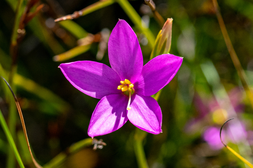 Marsh Chiron (Chironia jasminoides)