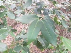 Chionanthus foveolatus