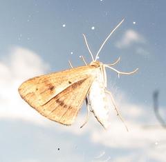 Chiasmia turbulentata