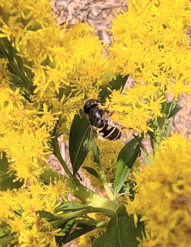 Unknown species found near Redmont Park, Birmingham, AL, USA