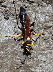 Sceliphron asiaticum asiaticum