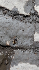 Sceliphron asiaticum asiaticum