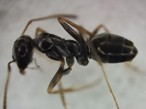 贾氏原蚁Proformica jacoti