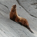 Steller Sea Lions - Photo (c) Arthur Chapman, some rights reserved (CC BY)