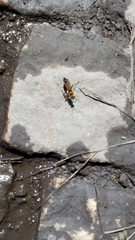 Sceliphron asiaticum asiaticum