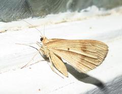 Chiasmia turbulentata