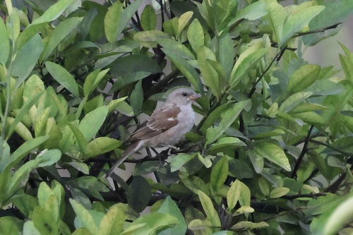 Northern Grey-headed Sparrow