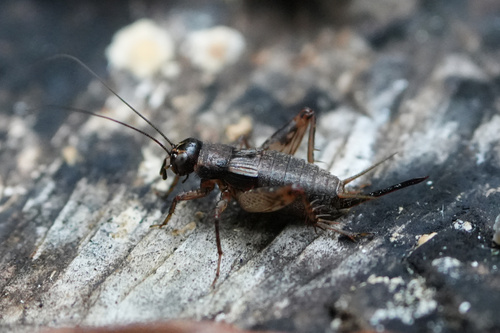Wood cricket