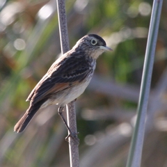 Hymenops perspicillatus