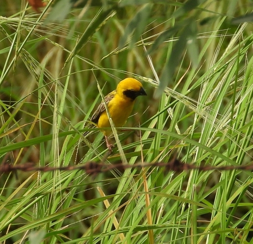 Asian Golden Weaver