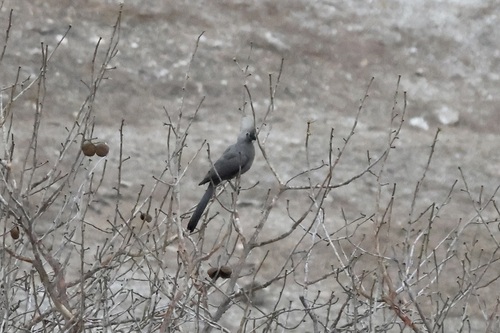 Grey Go-away-bird