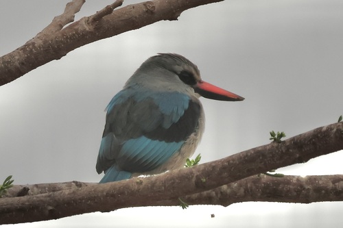Woodland Kingfisher