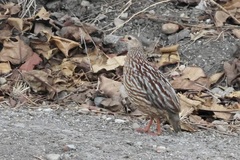 Gray-Striped Francolin photo 5