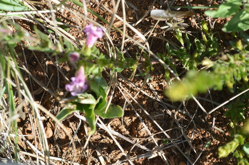 Wild Penstemon (Graderia subintegra)