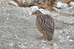 Gray-Striped Francolin photo 3