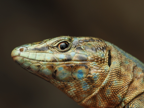 Lilford's Wall Lizard, photo 3 of 10