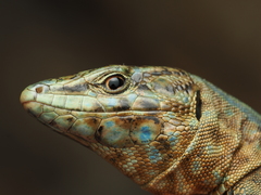 Lilford's Wall Lizard photo 2