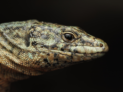 Lilford's Wall Lizard, Baleares, ES-PM, ES, photo 8 of 10