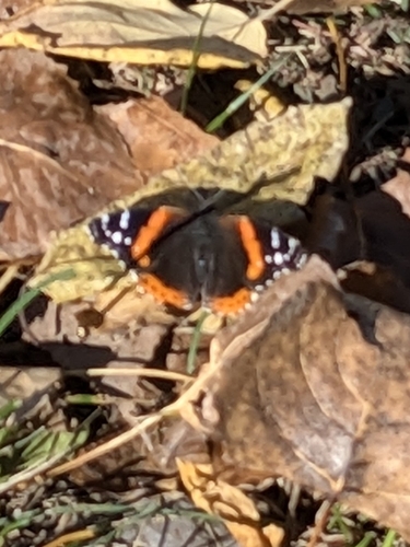 Red Admiral