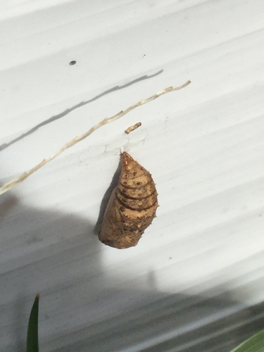 Common Buckeye photo 3