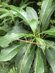 Lamponius portoricensis