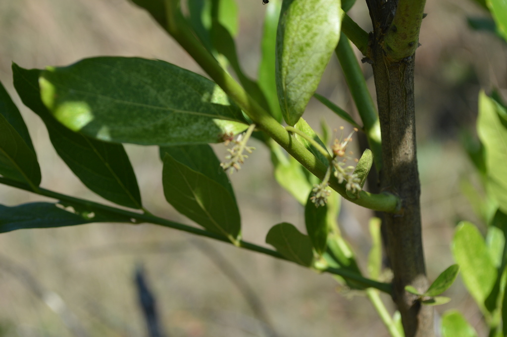 Combretum erythrophyllum; photograph (c) Hildegard Klein, some rights reserved (CC BY)