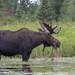 Eastern Moose - Photo (c) Isaac, some rights reserved (CC BY-NC), uploaded by Isaac