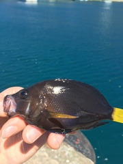 Hypoplectrus chlorurus