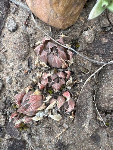 Haworthia cooperi 'Leightonii' 4