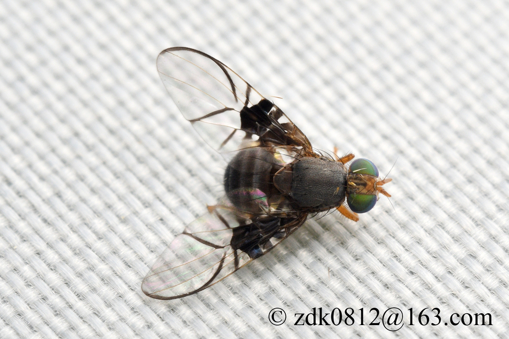 Spectacled Berry Fly from 中国北京市海淀区百望山森林公园 on July 31, 2025 at 09:44 PM ...