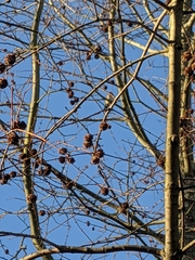 Carduelis carduelis