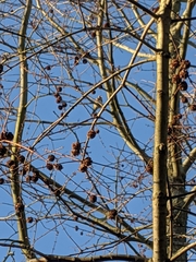 Carduelis carduelis