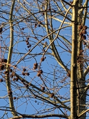 Carduelis carduelis