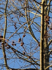 Carduelis carduelis