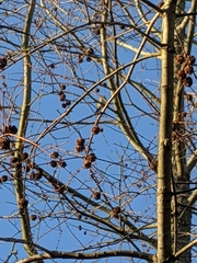 Carduelis carduelis