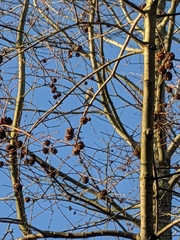 Carduelis carduelis