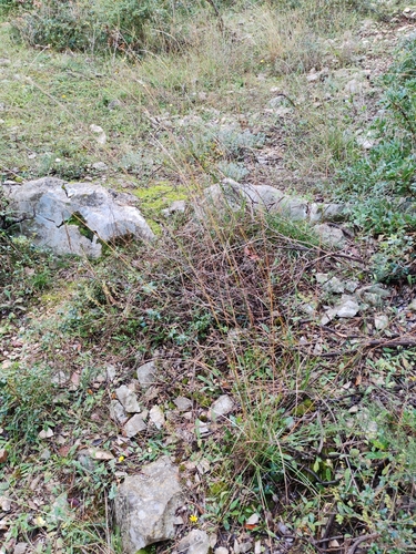 Achnatherum bromoides, photograph 6