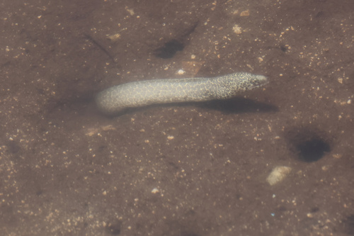 Peppered Moray — seen at this dive site