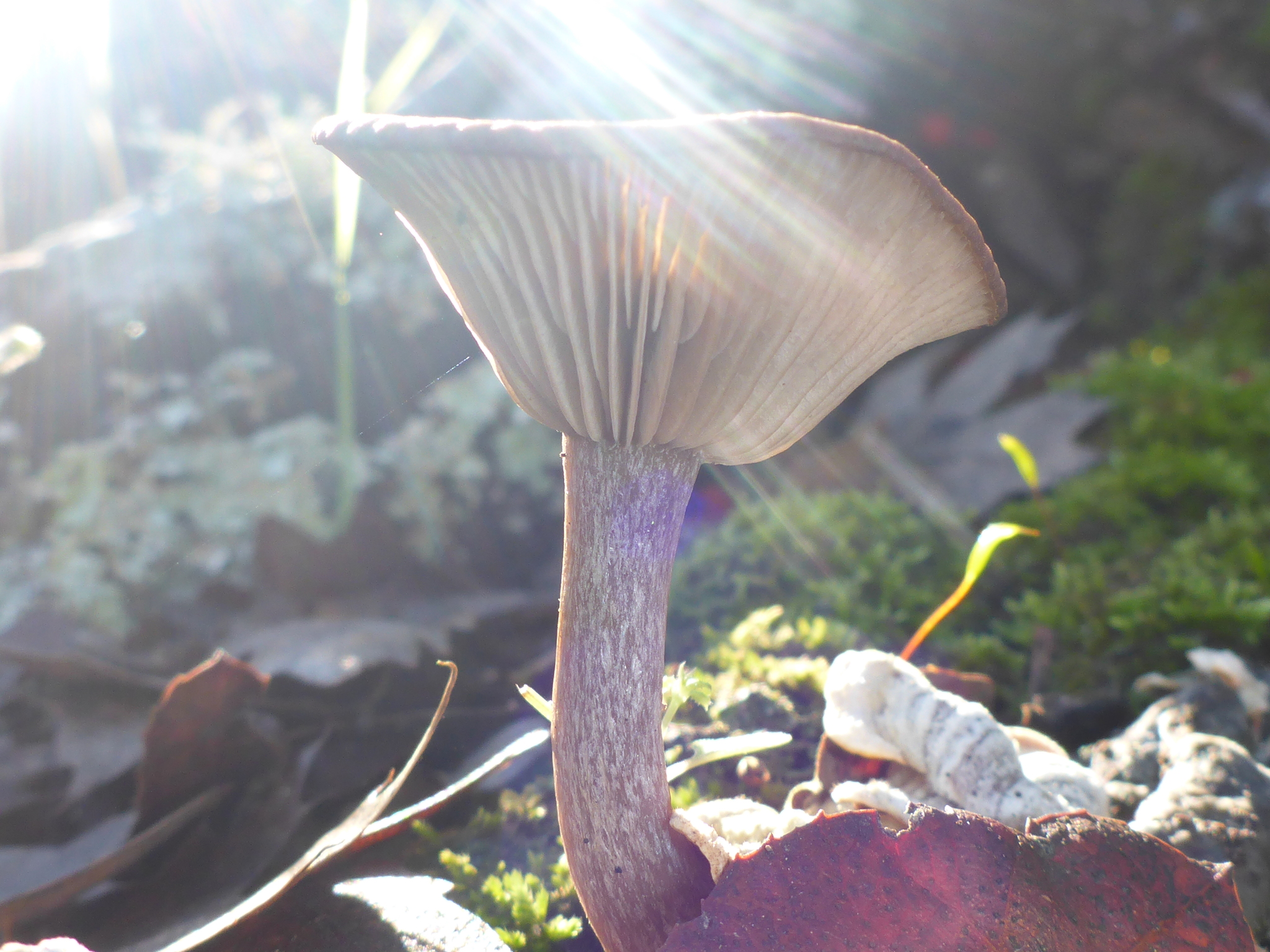 Pseudoclitocybe cyathiformis image