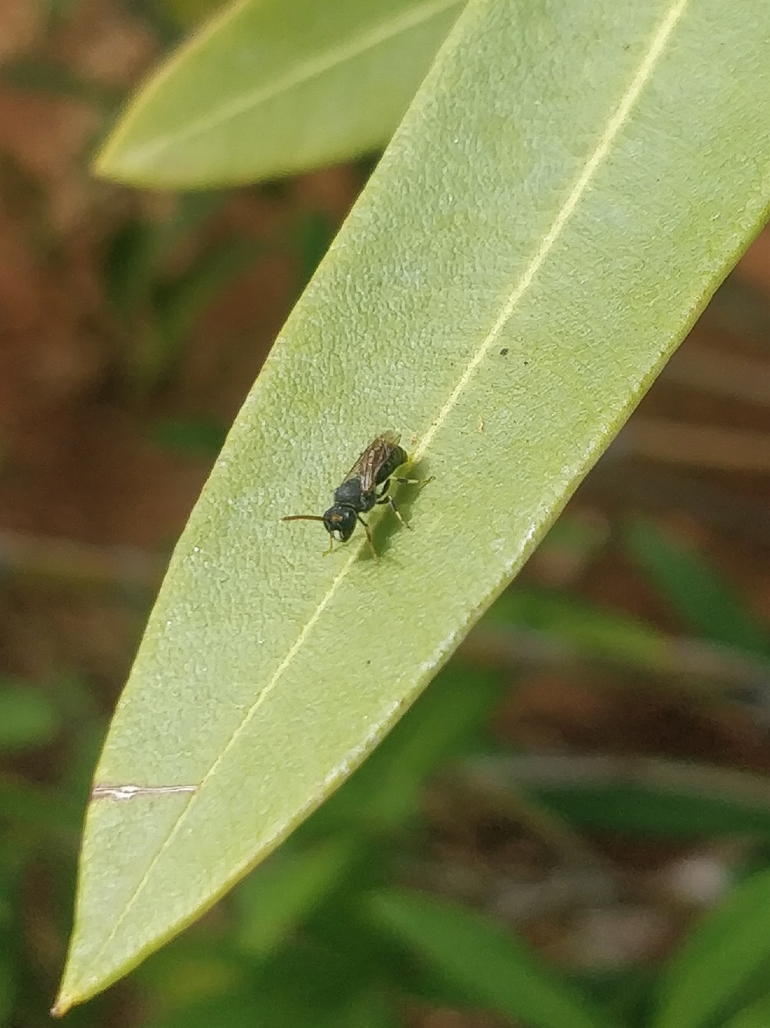Hylaeus punctatus