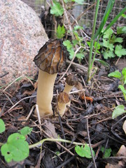 Morchella semilibera