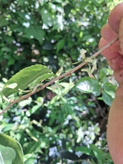 Anchietea pyrifolia, photograph (c) Claudia Gil, some rights reserved (CC BY)