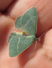 Chlorissa viridata