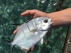 Trachinotus goodei