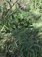 Baccharis halimifolia image
