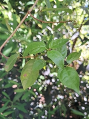 Anchietea pyrifolia, photograph (c) Claudia Gil, some rights reserved (CC BY)