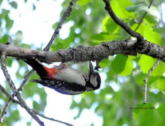 Dendrocopos major