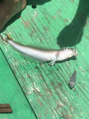 Malacanthus plumieri