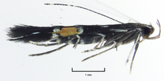 Cosmopterix attenuatella